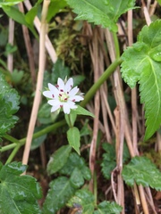 Stellaria corei