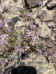 Boechera breweri