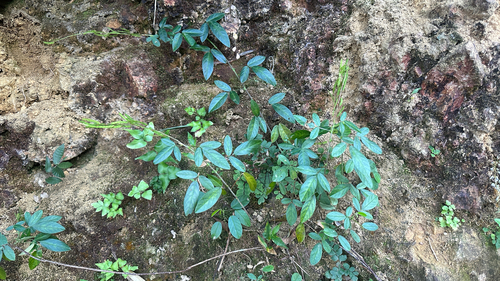 Grona heterocarpos observed 2026-10-10