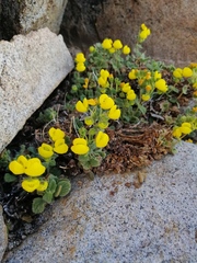 Calceolaria caleuana