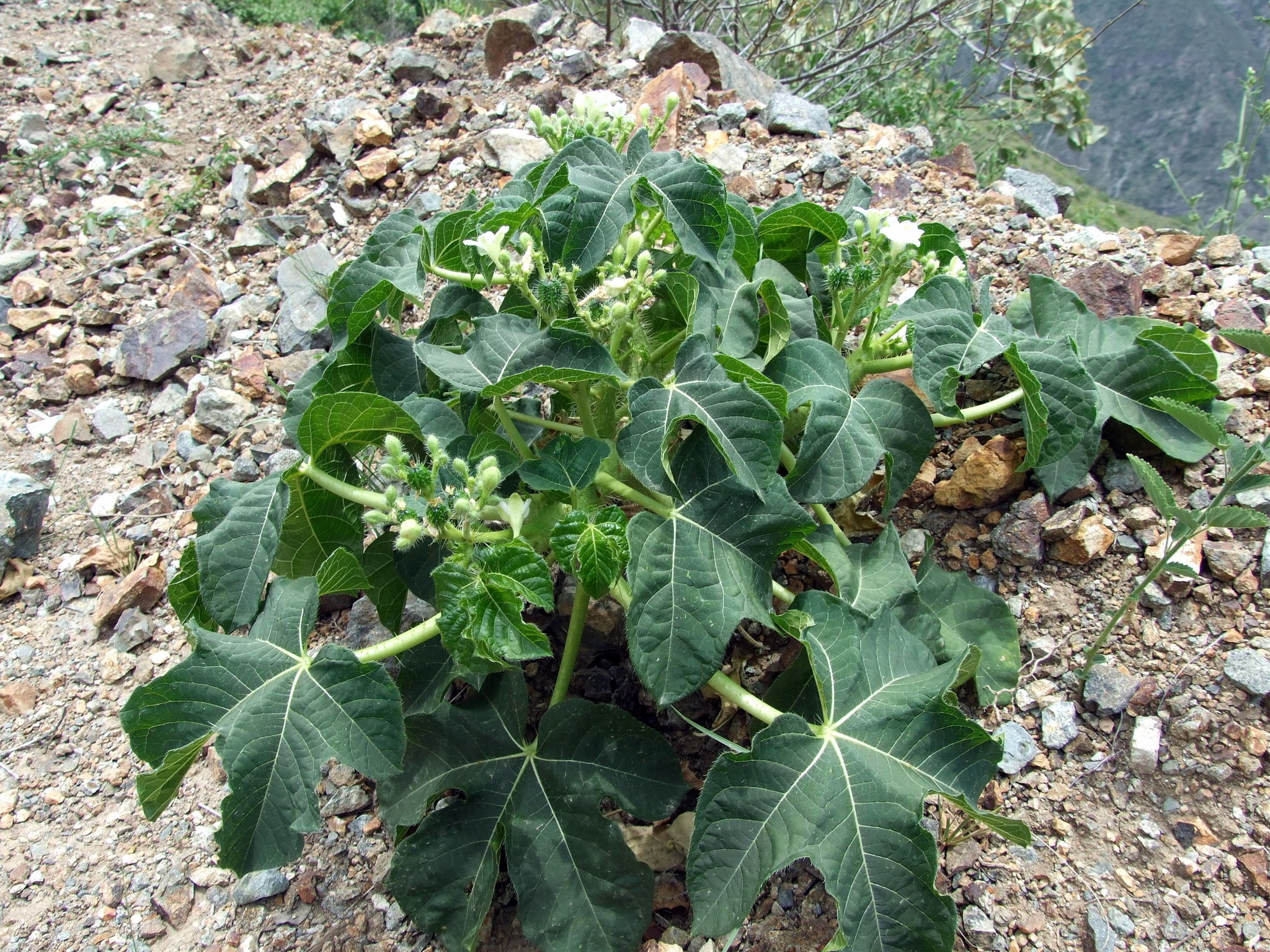 Cnidoscolus aconitifolius image