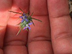 Eriastrum filifolium