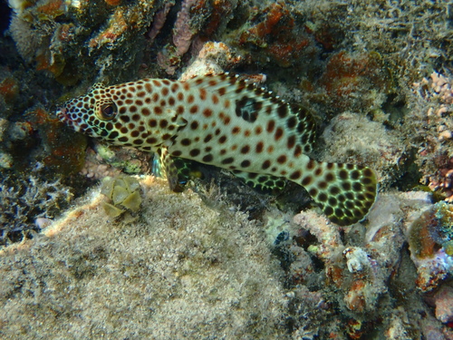 Epinephelus tauvina observed 2026-10-02