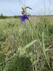 Tradescantia bracteata