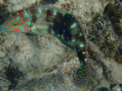 Halichoeres nebulosus observed 2026-09-30