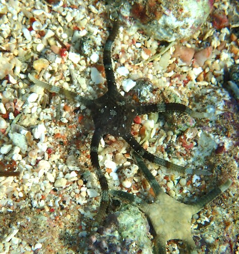Ophiolepis cincta observed 2026-09-30