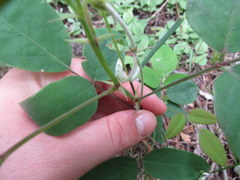 Clitoria mariana