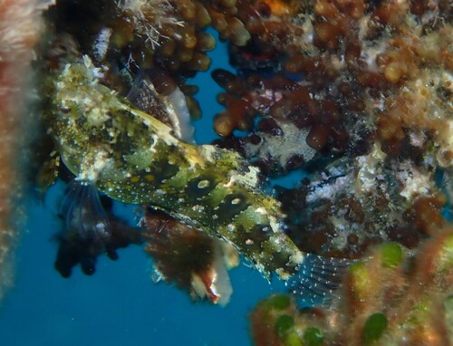 Petroscirtes mitratus observed 2026-10-02