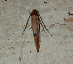 Tinea semifulvella