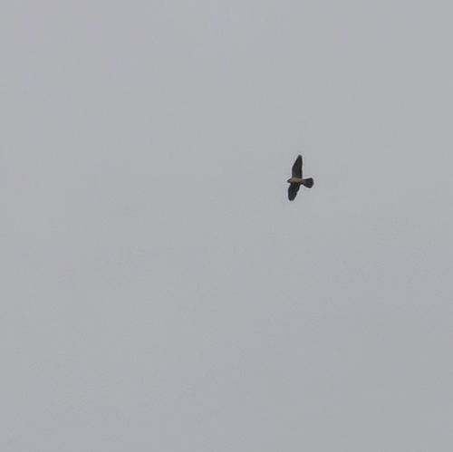 iNaturalist image