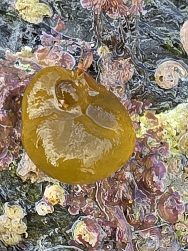 Colpomenia observed 2026-10-10
