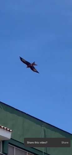 Red Kite