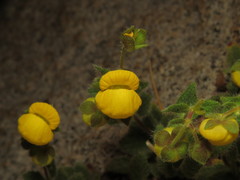 Calceolaria caleuana