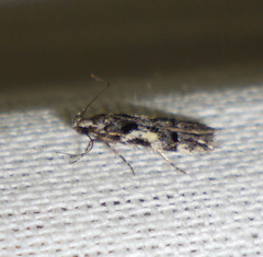 Teleiodes luculella