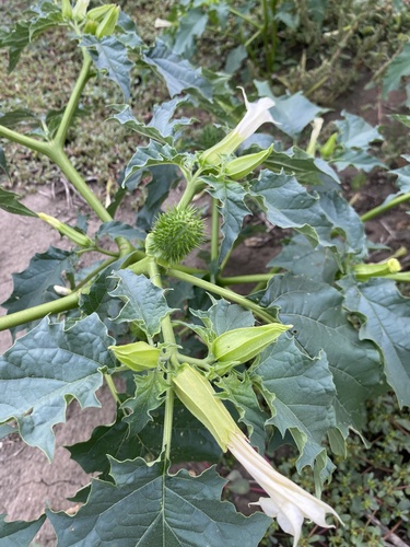 jimsonweed