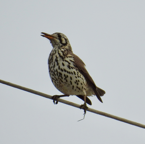 iNaturalist image