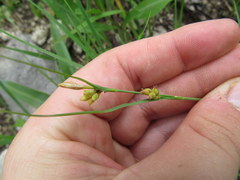 Carex meadii