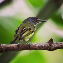 Todirostrum maculatum