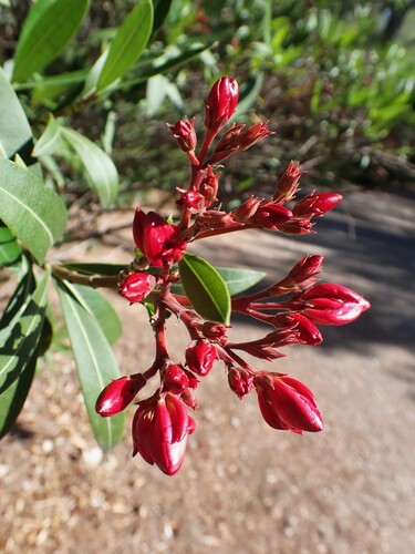 oleander