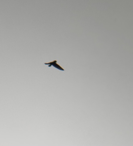 Short-eared Owl