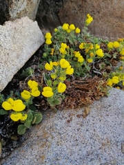 Calceolaria caleuana