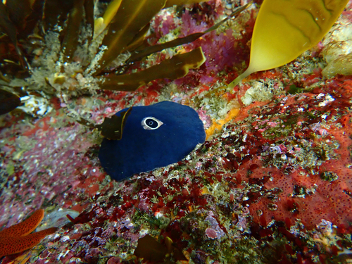 Pupillaea aperta, 2026-10-10
