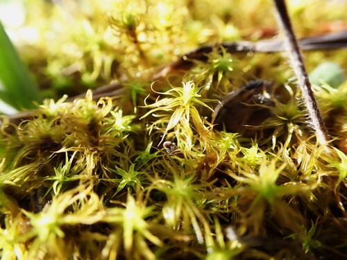 Side-fruited Crisp-moss