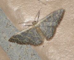 Idaea coercita