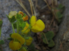 Calceolaria caleuana