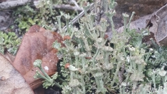Cladonia rappii