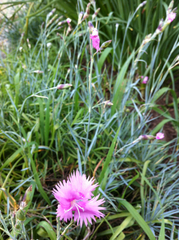 Dianthus plumarius