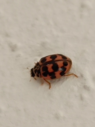 Poplar Ladybird Beetle
