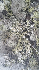 Cladonia prostrata