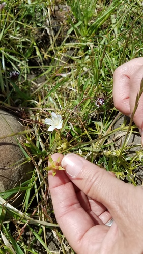 iNaturalist observation photo of Rosy Douglas’ Meadowfoam