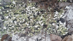 Cladonia prostrata