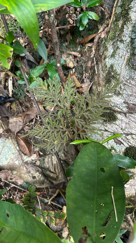 Selaginella delicatula observed 2026-10-10