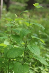 Smilax ecirrhata