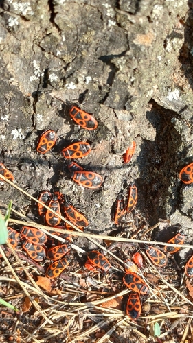 European Firebug