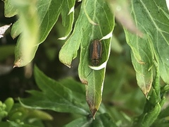 Galerucella calmariensis