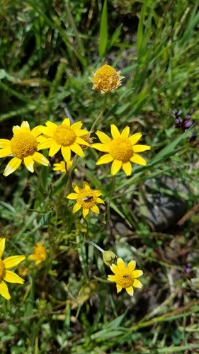 iNaturalist observation photo of goldfields