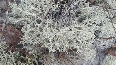 Cladonia pachycladodes