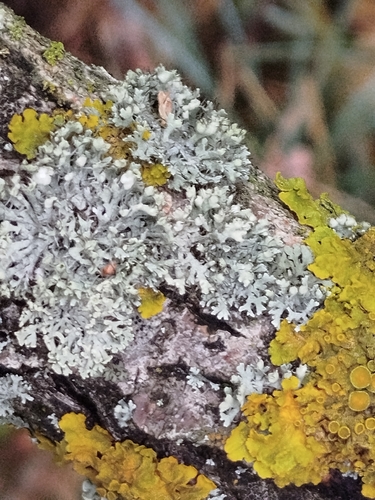 Hooded Rosette Lichen
