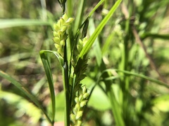Carex grisea