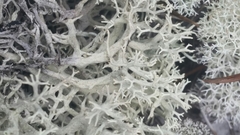 Cladonia pachycladodes