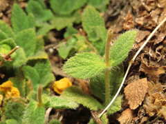 Calceolaria caleuana