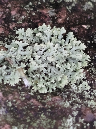 Fringed Rosette Lichen