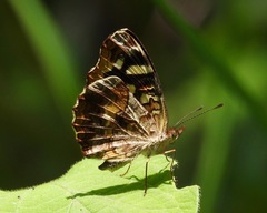 Anthanassa drusilla