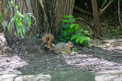 Sciurus niger