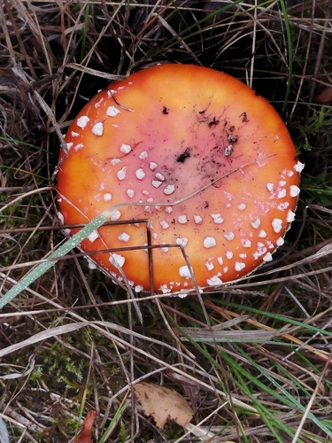 Fly Agaric
