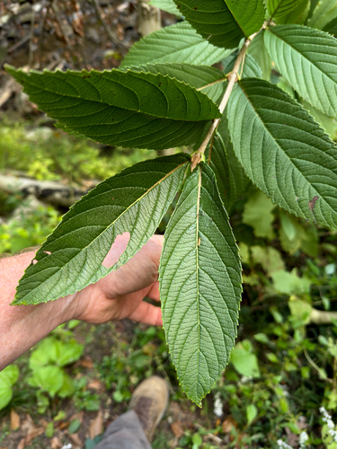 Viburnum sieboldii observed 2026-10-09